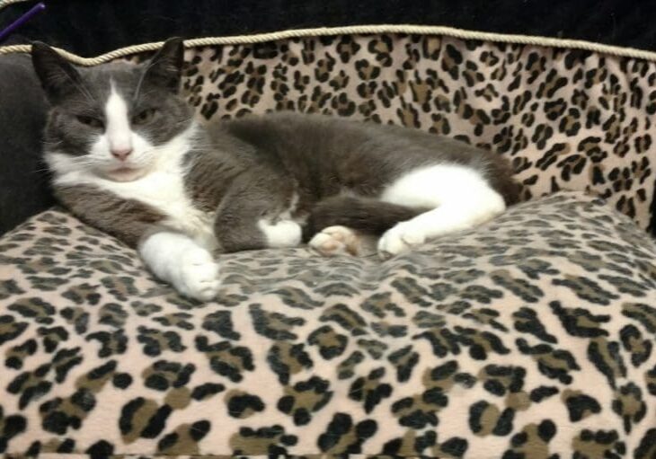 A grey and white cat laying on a leopard print couch.