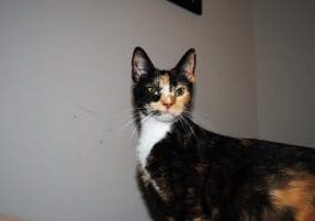 A calico cat standing on top of a bed.