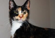 A calico cat sitting on top of a table.