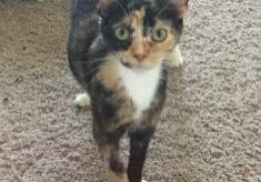 Person, an adoptable calico cat in san diego, california.