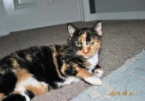 A calico cat laying on the carpet in front of a door.