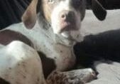 A brown and white dog laying on a couch.