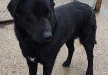 A black dog standing in front of a chain link fence.