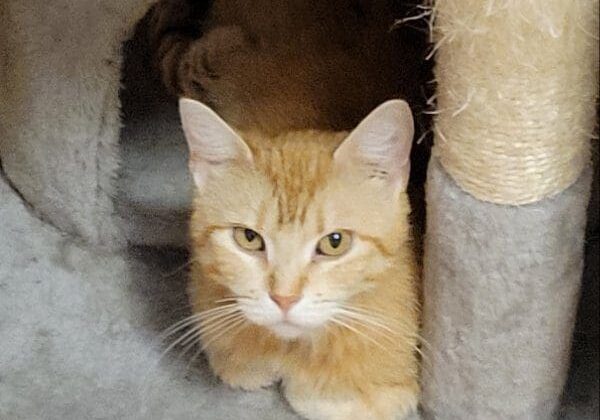 A cat is laying in a cat house.