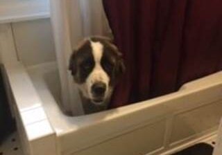 A dog is peeking out of the shower curtain.