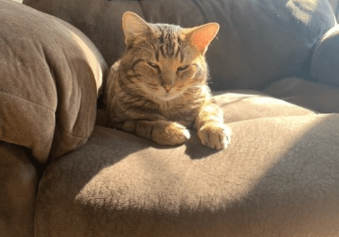 A cat laying on a chair.