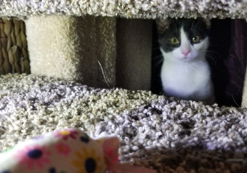 A black and white cat peeking out of a scratching post.