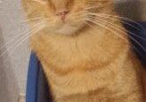 An orange tabby cat sitting in a blue bucket.