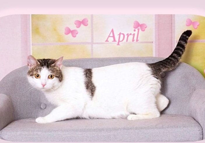 A cat is sitting on a couch in front of a pink wall.