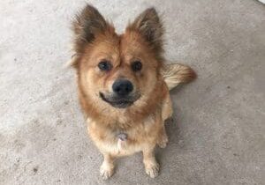 A brown dog sitting on the ground looking at the camera.