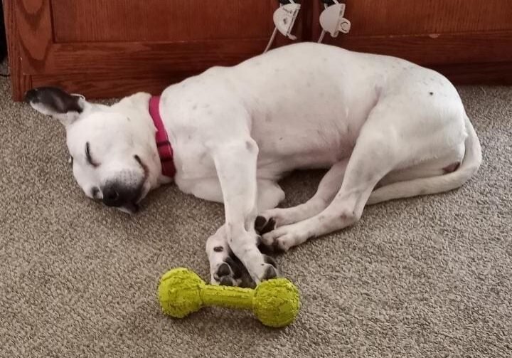 A white dog sleeping on the floor with a yellow toy.