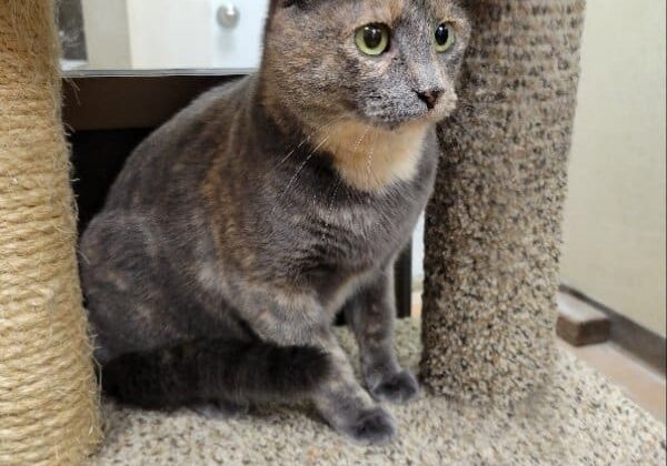 A cat sitting on top of a scratching post.