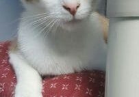 An orange and white cat sitting on a red pillow.