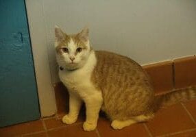 A white and brown cat sitting on a tile floor.