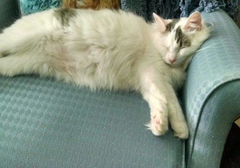 A cat sleeping on a blue chair.