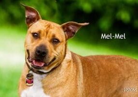 An image of a brown dog standing in the grass.