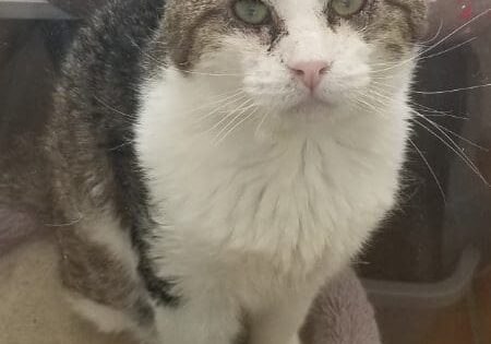 A cat sitting on top of a bed in a room.