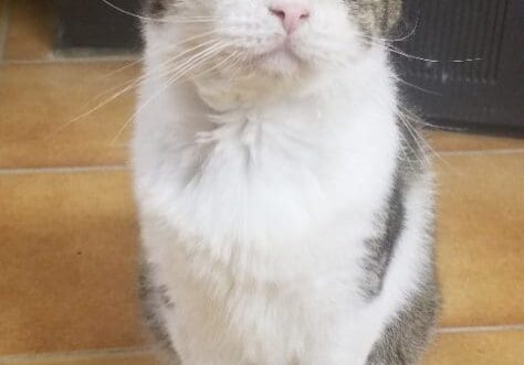 A tabby cat sitting on a tiled floor.