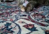 A cat laying on a rug in a living room.