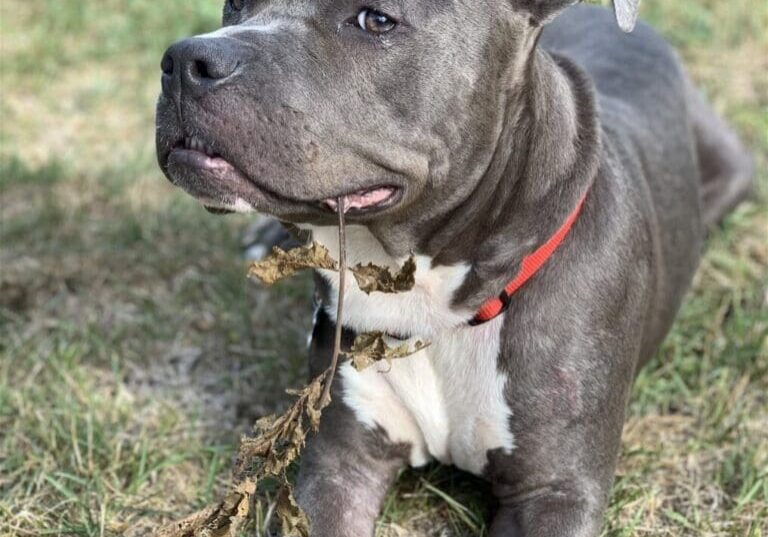 Gray and white pit bull with red collar.