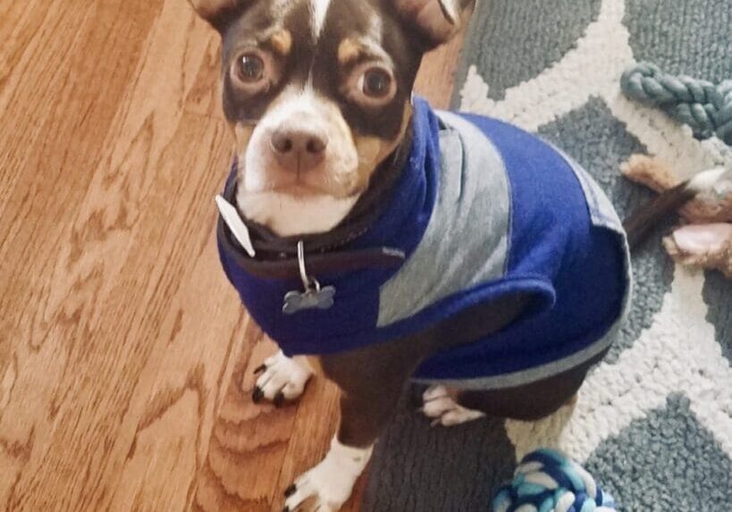 A chihuahua in a blue vest sitting on the floor.