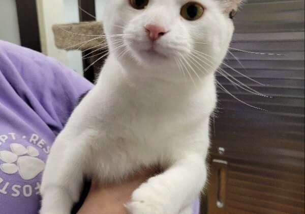 A white cat is being held by a woman in a purple shirt.