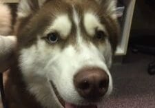 A white and brown husky dog is being held in an office.