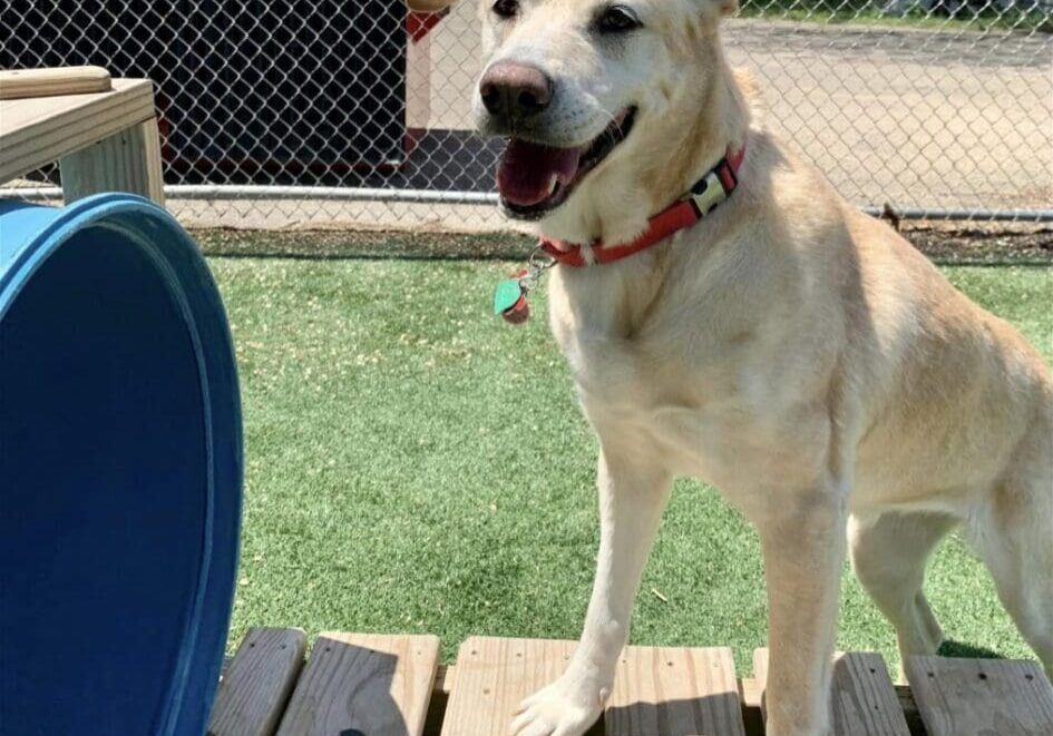 A dog standing on a wooden platform next to a blue ball.