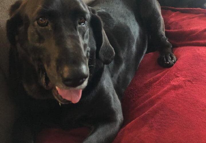 A black dog laying on a red couch.