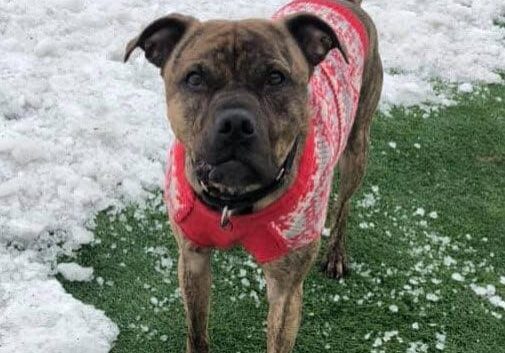 Person, an adoptable pit bull terrier & chihuahua mix in chicago, il.