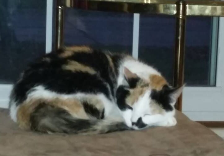 A calico cat curled up on top of a couch.