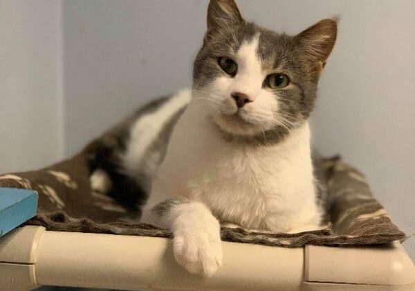 A cat laying on top of a bed in a room.