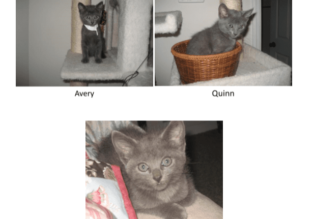 Four pictures of a gray kitten with a basket.