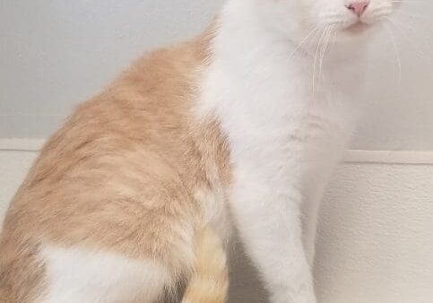 An orange and white cat sitting on a table.