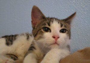 A tabby cat laying on top of a blanket.