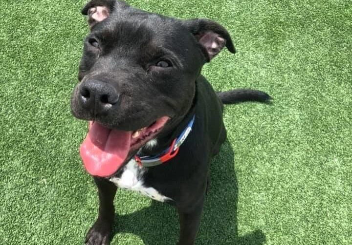 An adoptable pit bull terrier & chihuahua mix in houston, texas.