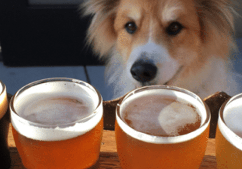 A dog is looking at several beers on a tray.