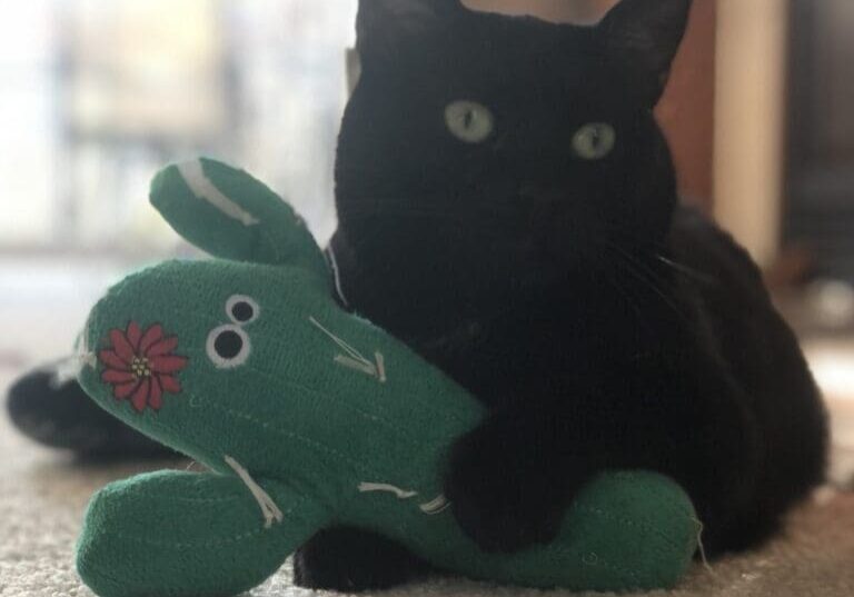 A black cat playing with a green cactus toy.