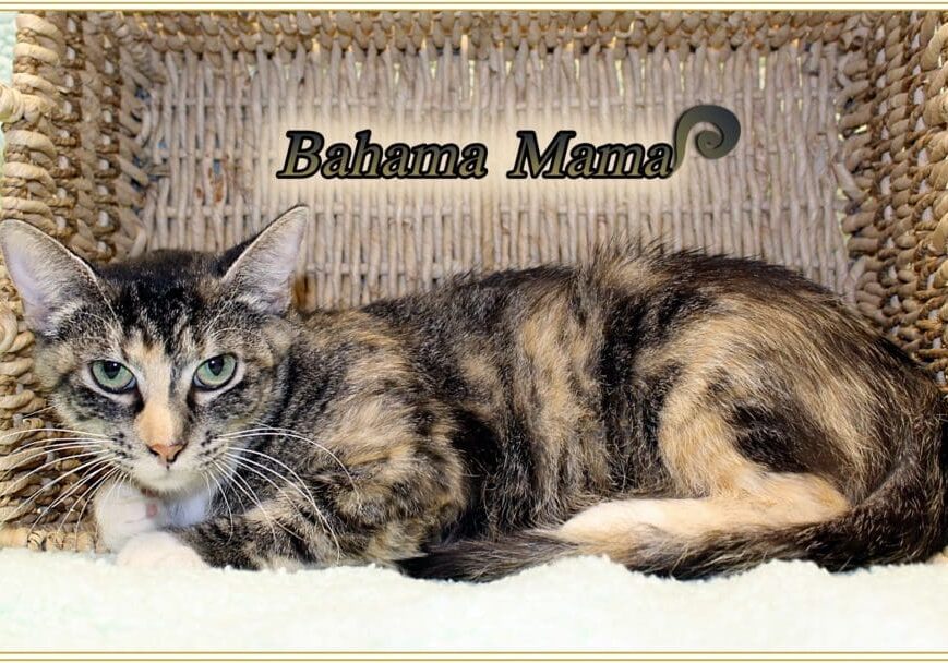 A cat sitting in a basket with the words bahama mama.