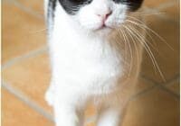 A black and white cat standing on a tiled floor.