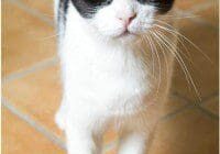 A black and white cat is standing on a tiled floor.