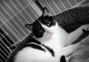 A black and white cat laying in a cage.