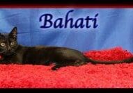 A black cat laying on a red rug.