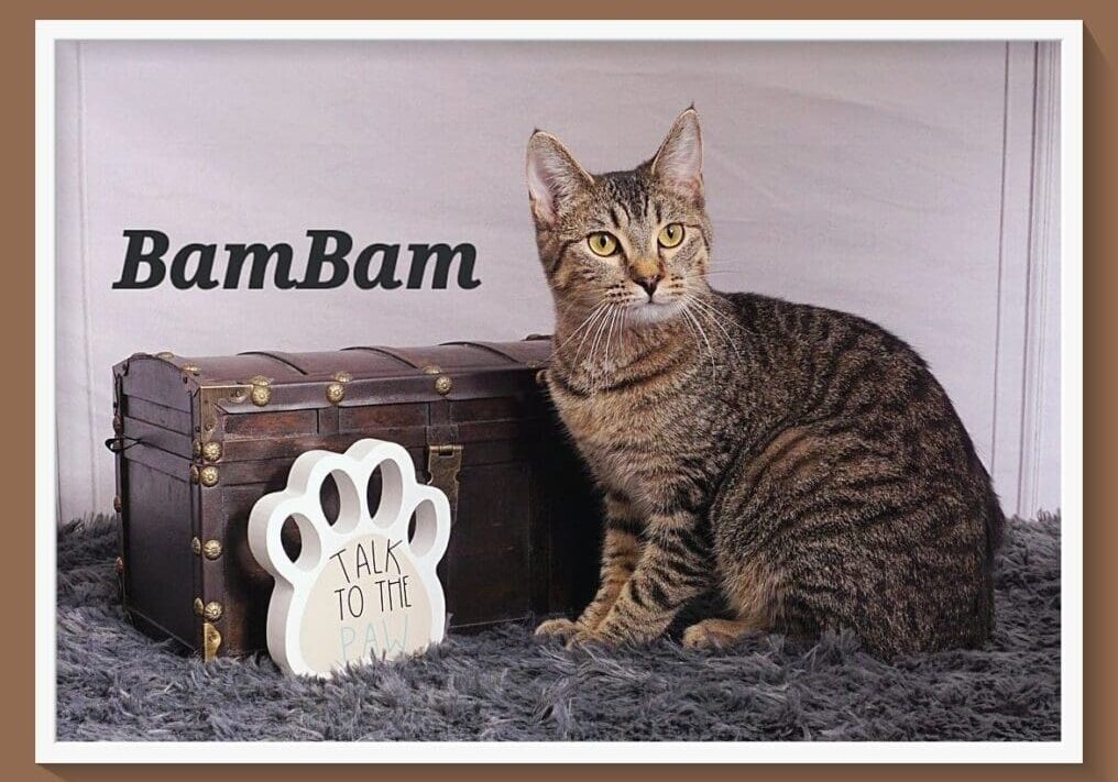 A cat sits next to a trunk with paw prints on it.