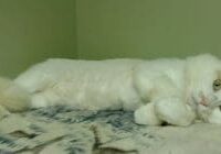 A white cat laying on top of a green blanket.