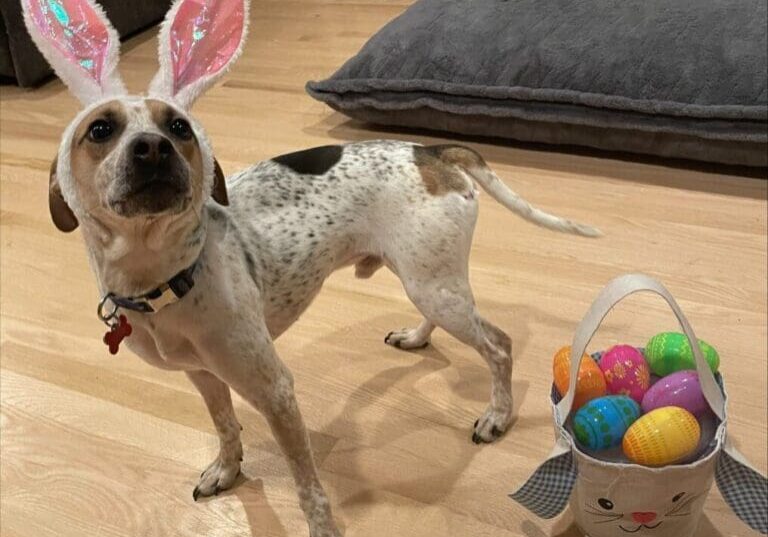 A dog with bunny ears standing next to a basket of easter eggs.