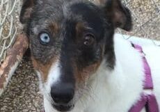 A white and brown dog with blue eyes sitting in a fence.