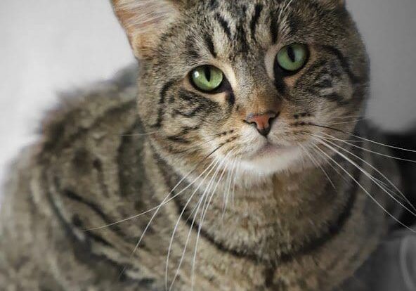 A tabby cat sitting on a window sill.