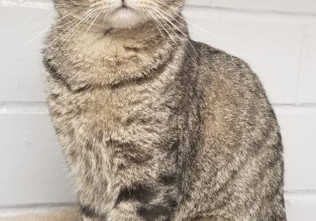 A tabby cat sitting on a bed in a room.