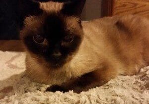 A siamese cat laying on top of a rug.